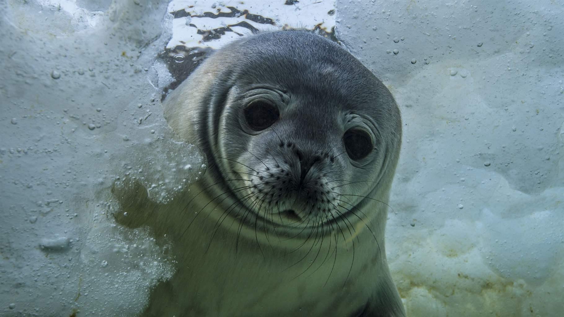 seal close up