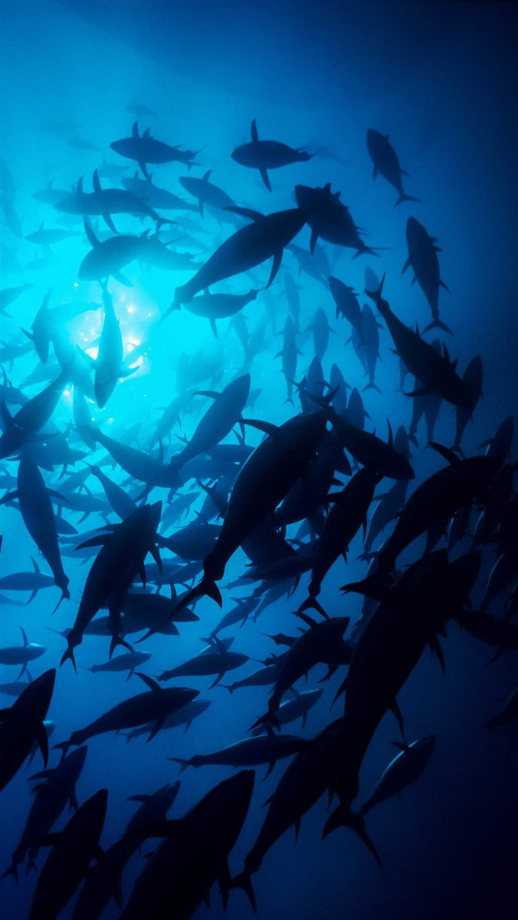 Underwater setting techniques  Bycatch Management Information System (BMIS)