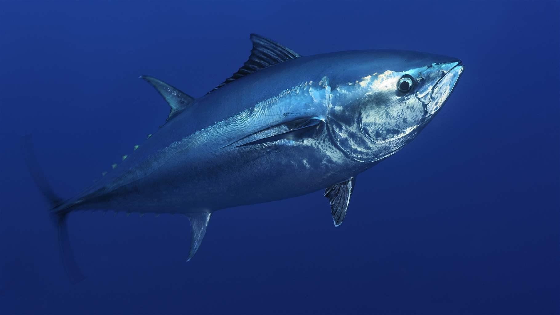 Tuna