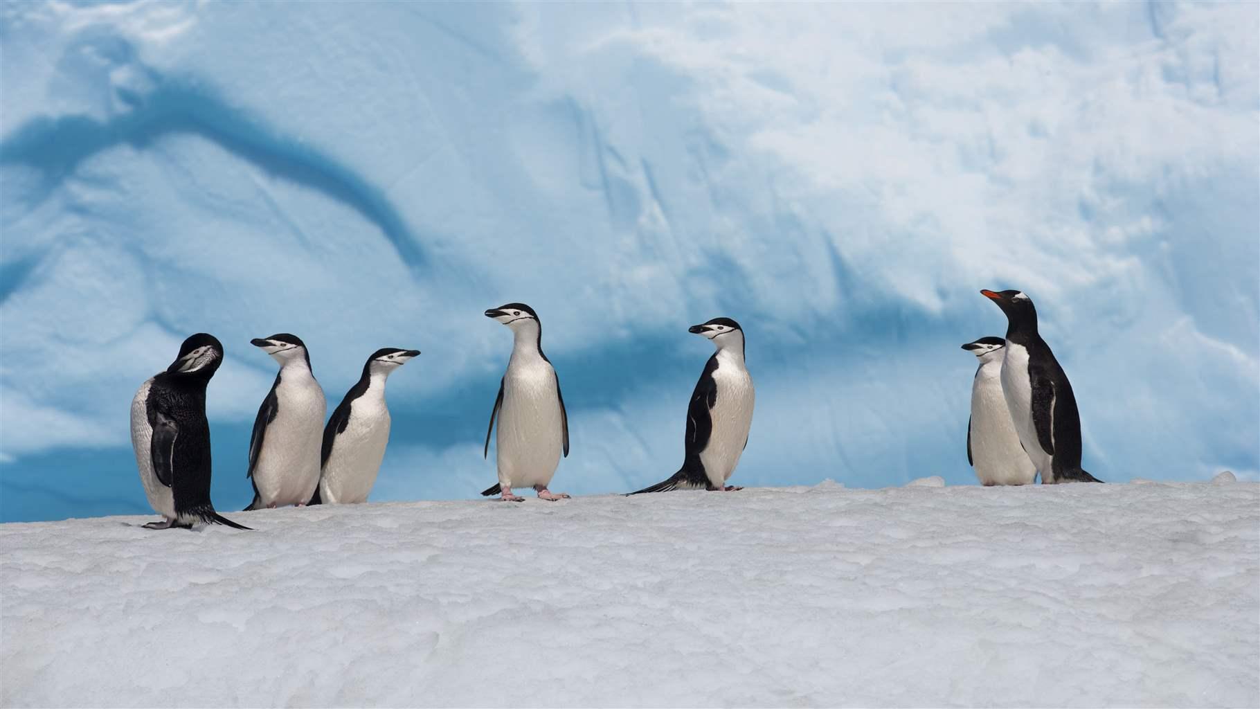 chinstrap and gentoo penguins 