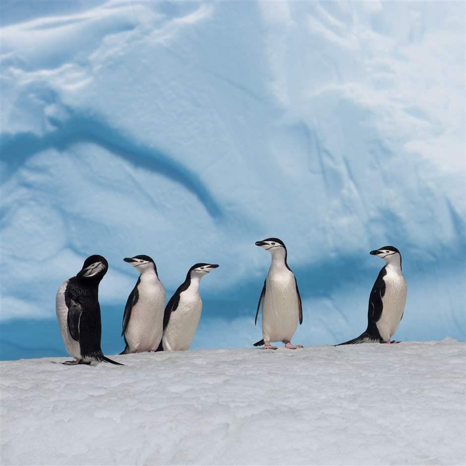 How to see Penguins in Antarctica