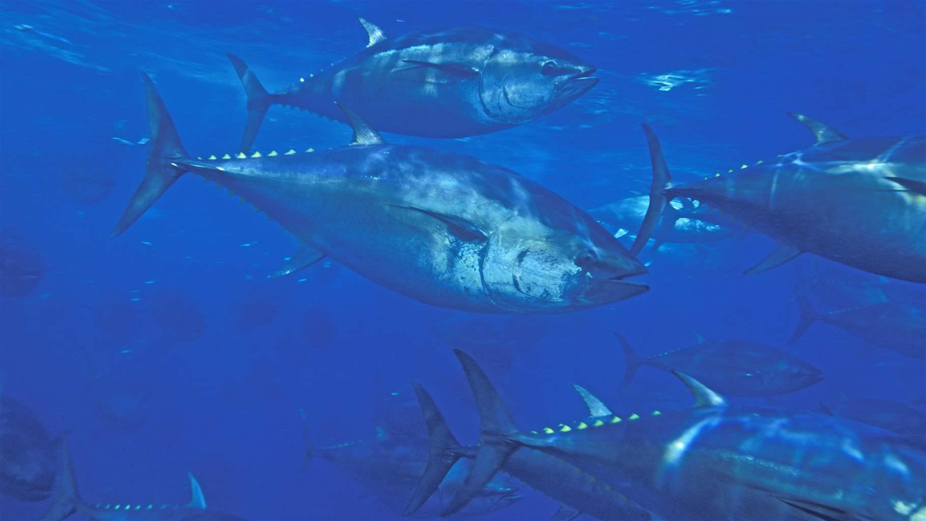 Bluefin tuna