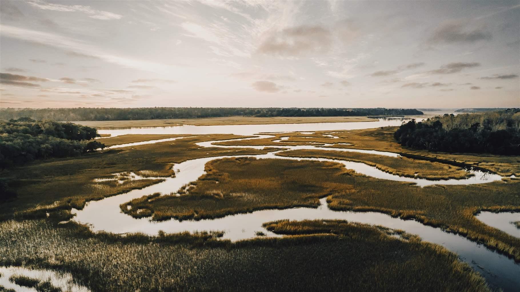 Coastal wetlands