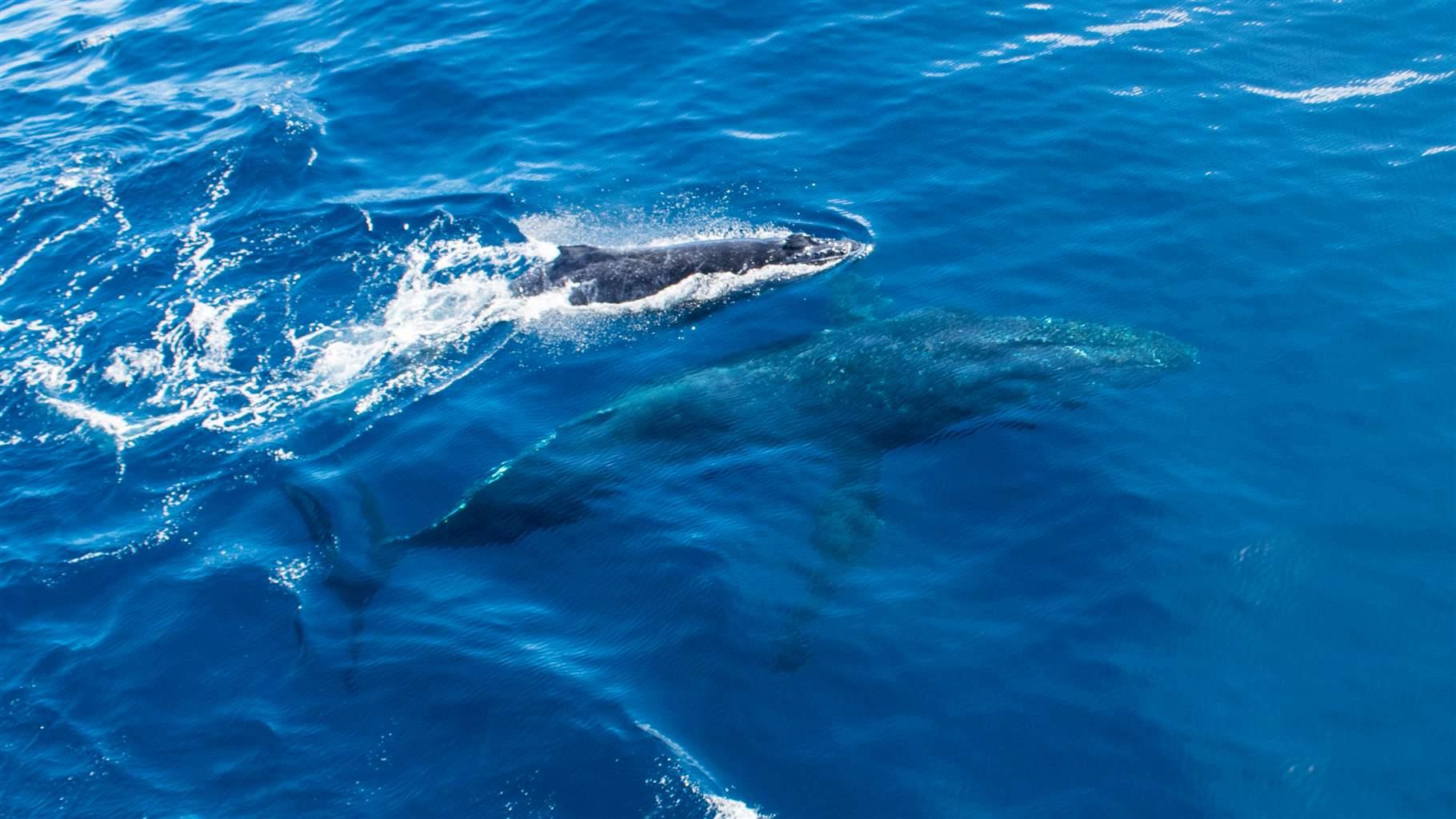 humpback whales