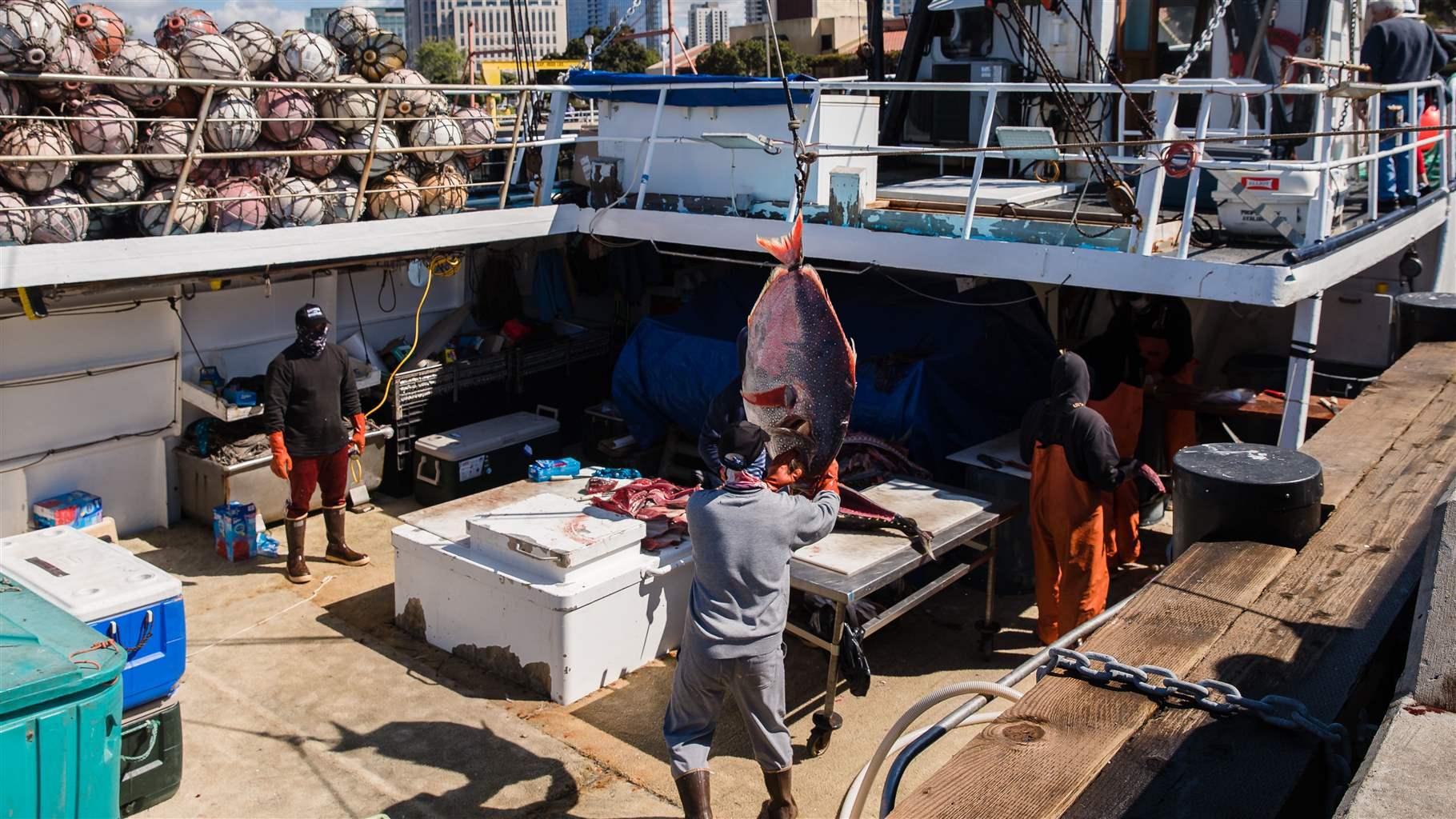 Fishing crew at work