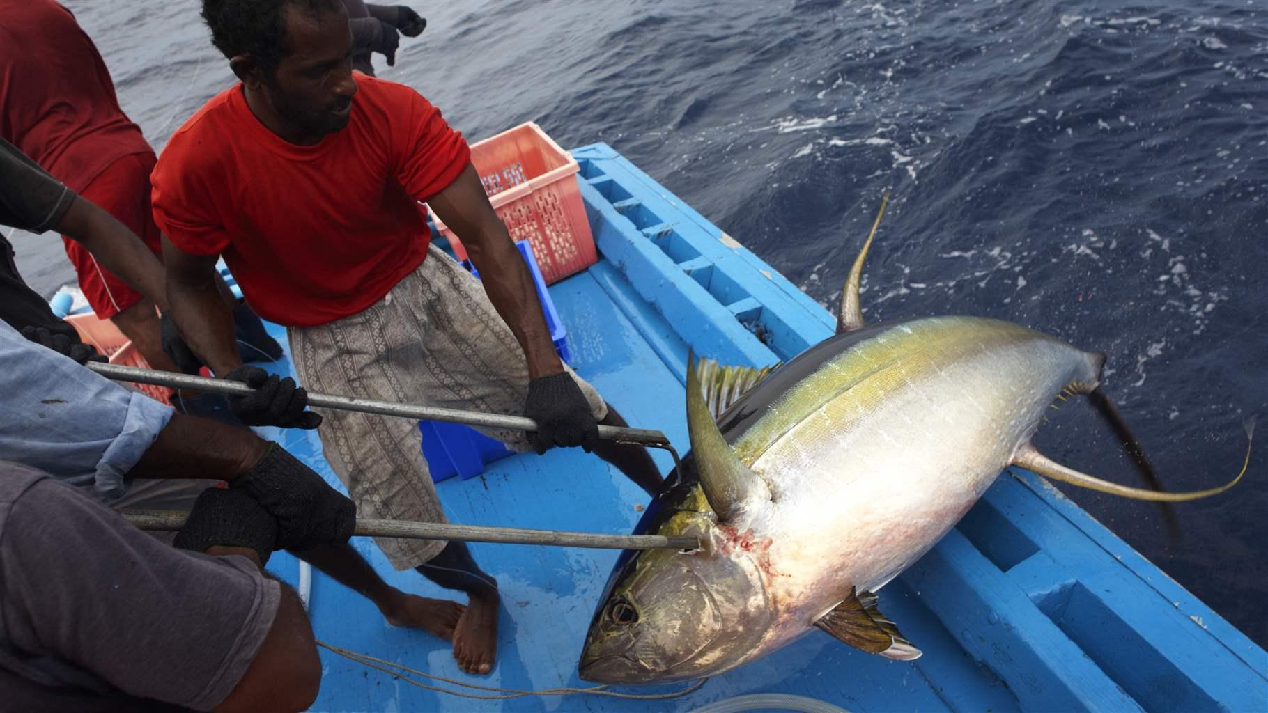 To Save Indian Ocean Yellowfin Tuna From Overfishing, Managers