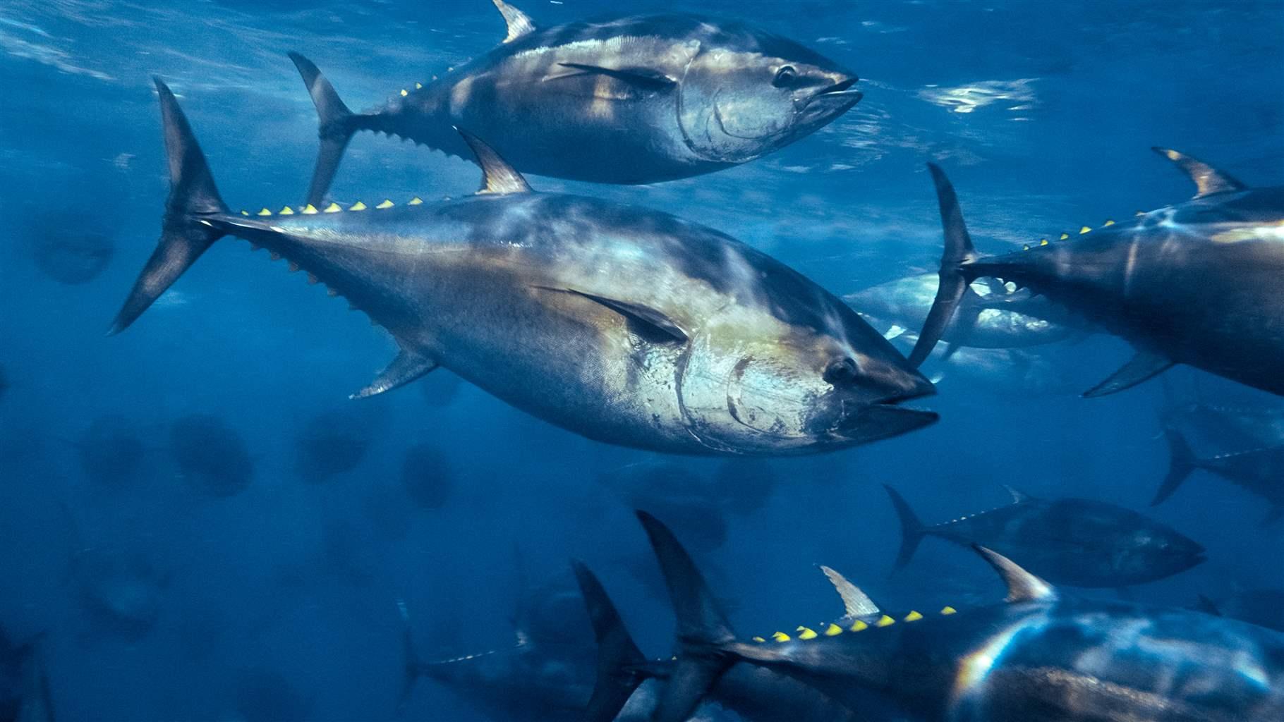 Pacific bluefin tuna