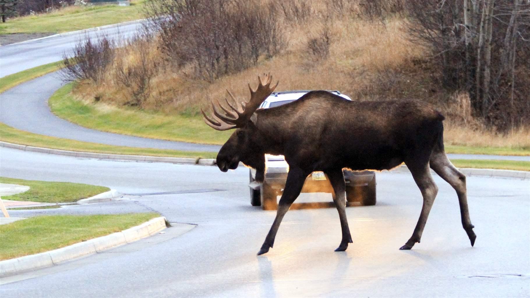 Roadkill Moose Fed Alaska Families for Years. Then Came COVID-19. | The Pew Charitable Trusts Roadkill Moose Fed Alaska Families for Years. Then Came COVID-19. | The Pew Charitable Trusts