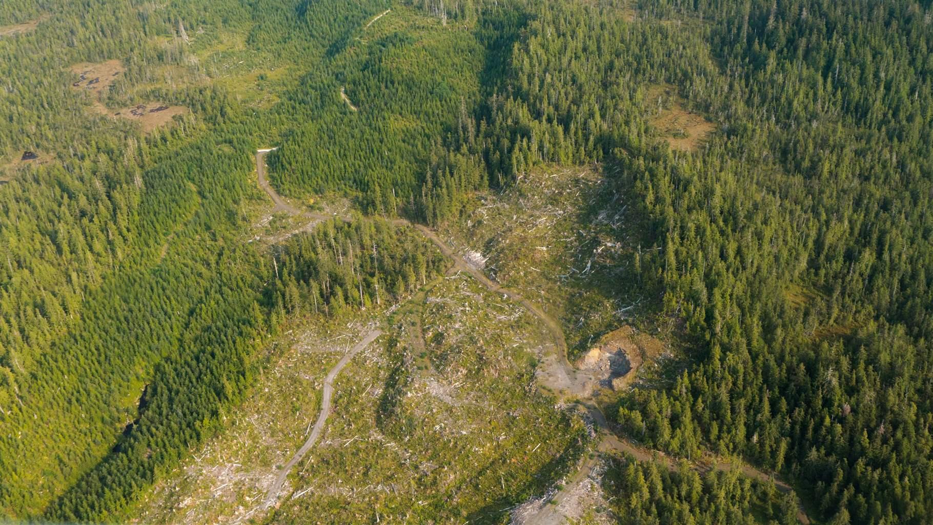 Clear-cut logging 
