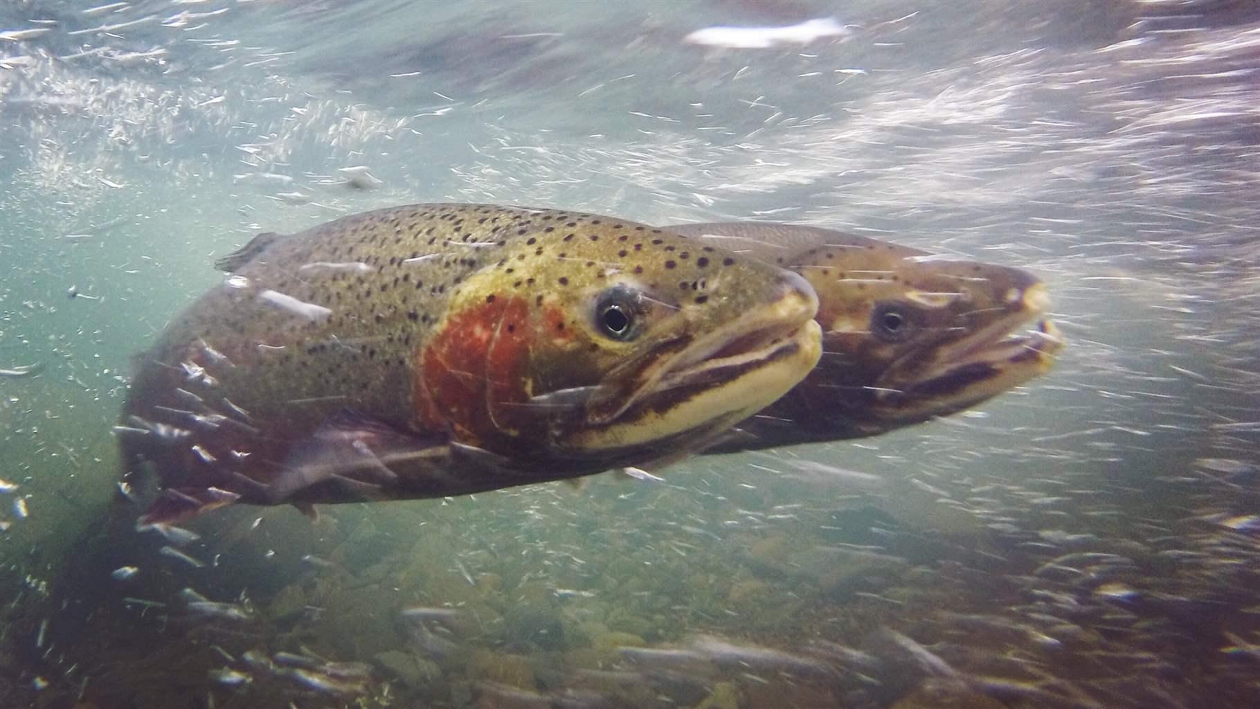 Steelhead pair