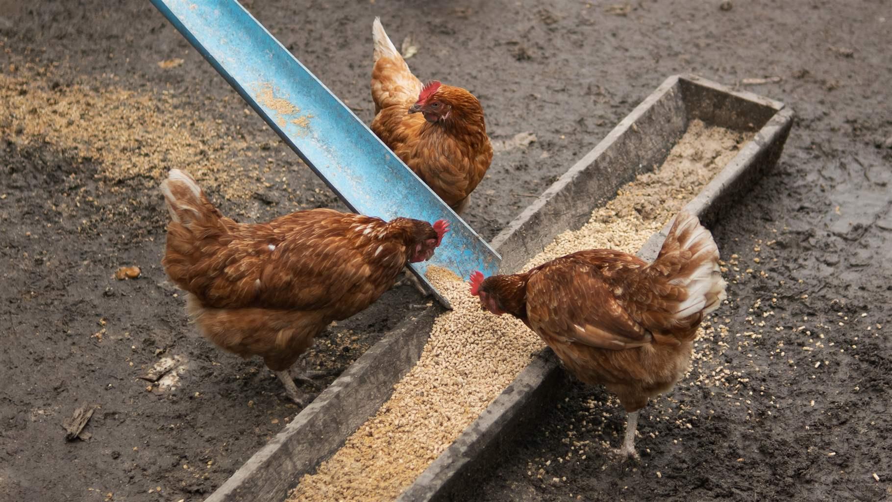 Hens feeding