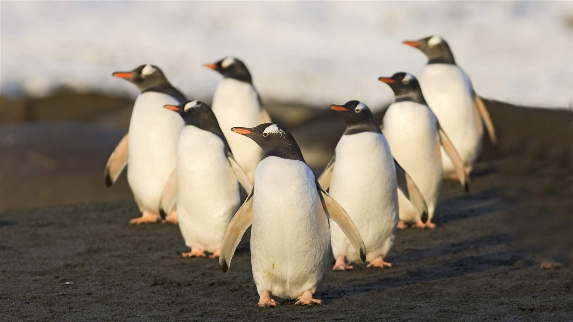 Gentoo Penguins