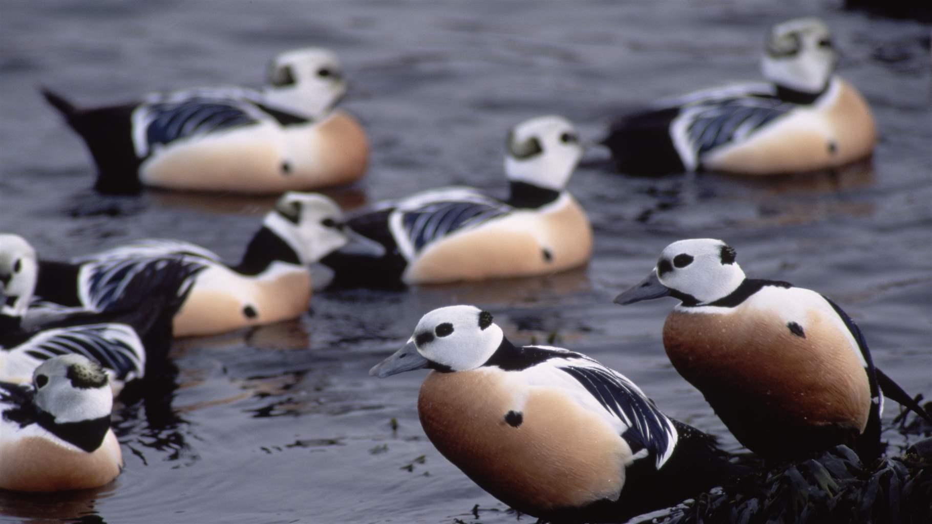 Steller’s eiders are among the hundreds of bird species that depend on the NPR-A for critical habitat. 