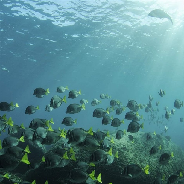 Fish swimming in the Sea of Cortez