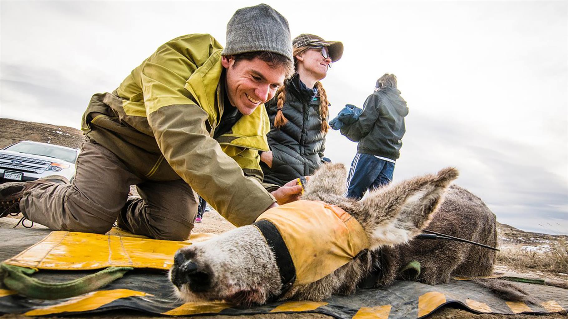 Graduate students in Wyoming tag a mule deer with a GPS tracker to monitor its migration path across hundreds of miles.