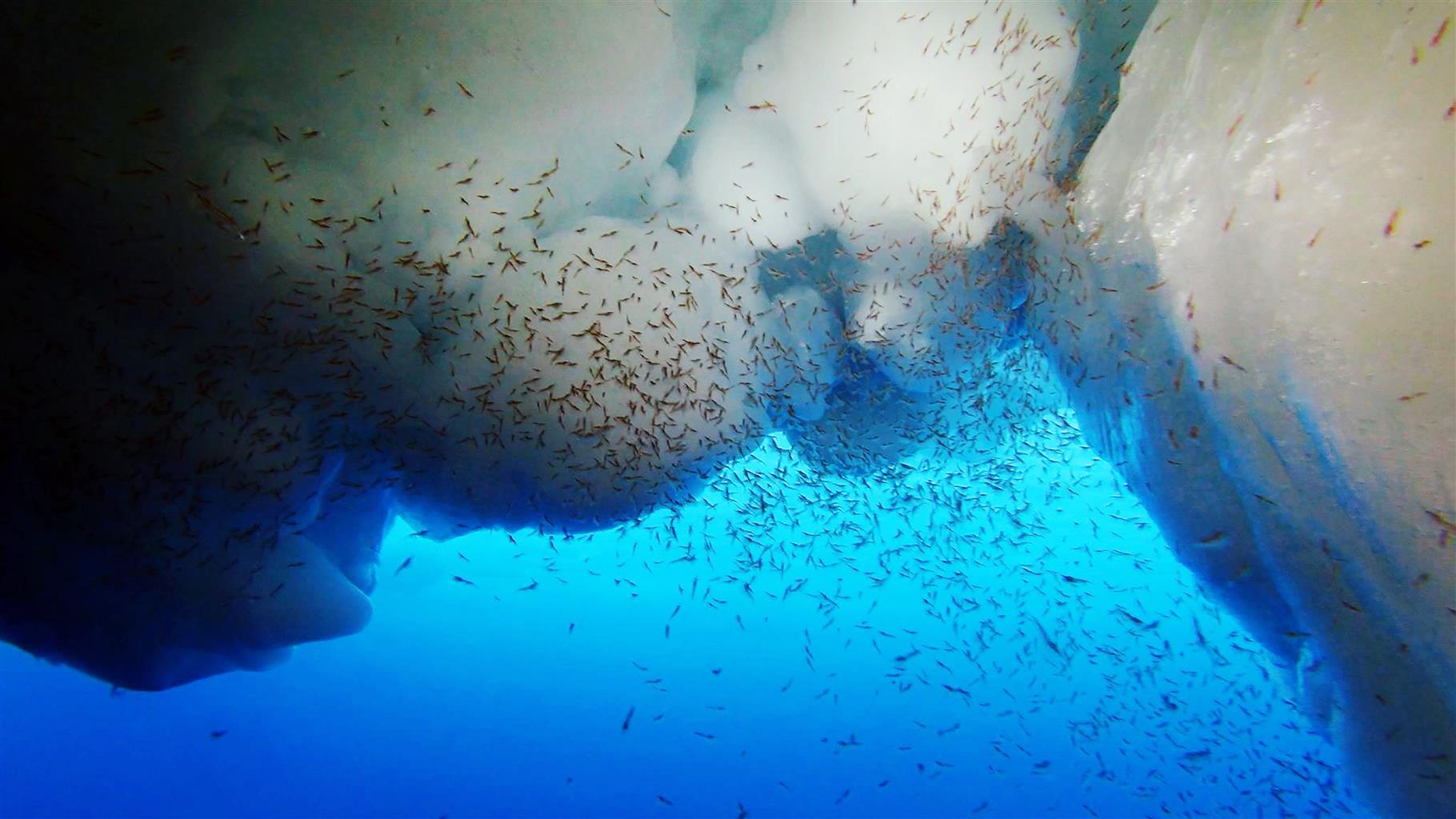 Antarctic krill feed and breed beneath sea ice in the Southern Ocean. Climate change is affecting life in these waters, including krill, the keystone species in the regional food web.