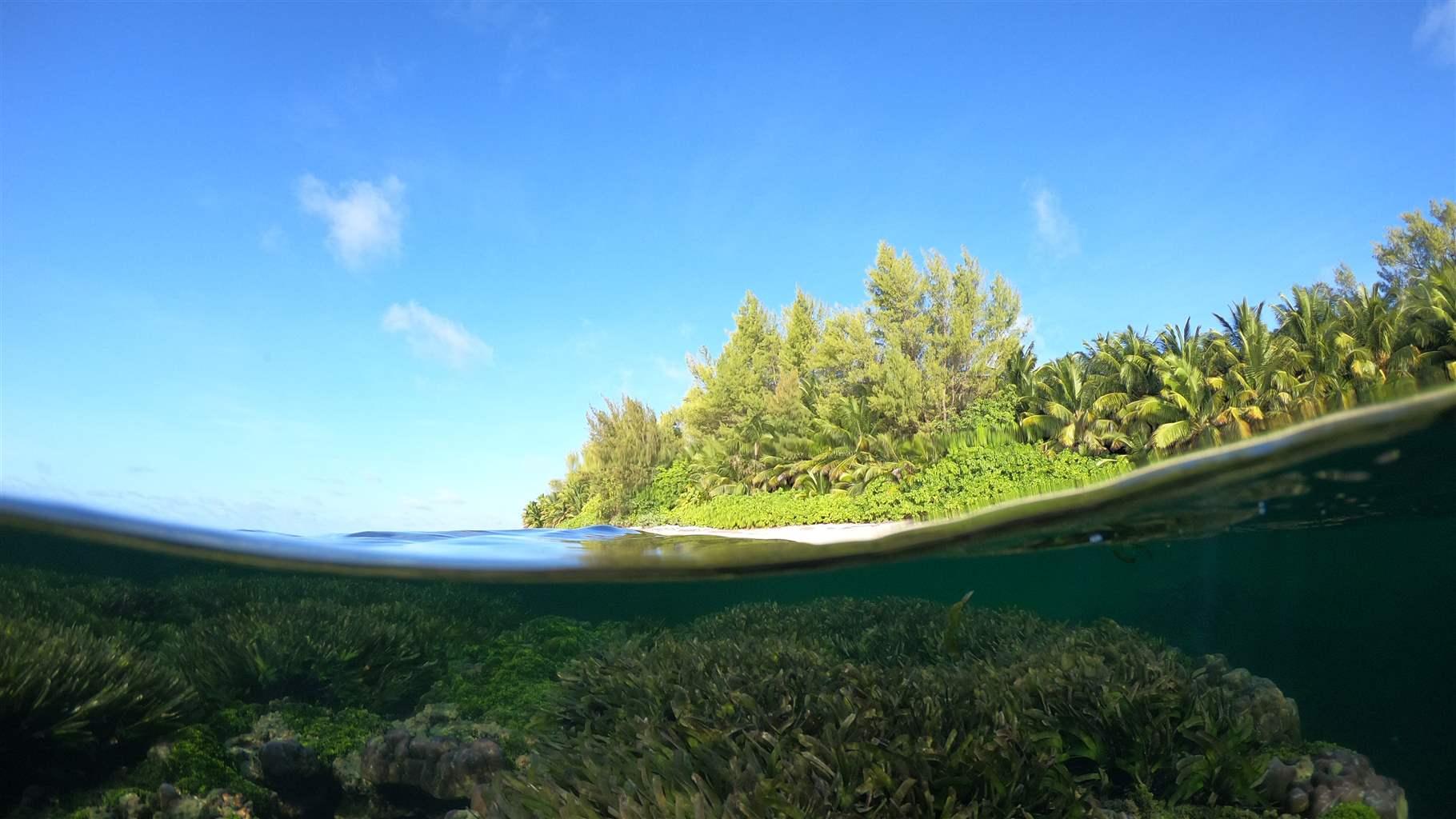 Seagrass meadows, such as this one in Seychelles, are critical ecosystems for marine life and a nature-based solution to climate change.