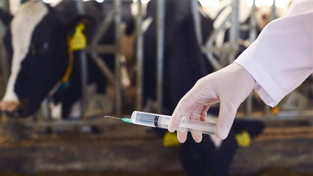 Hand holding antiobiotic in syringe with cows behind
