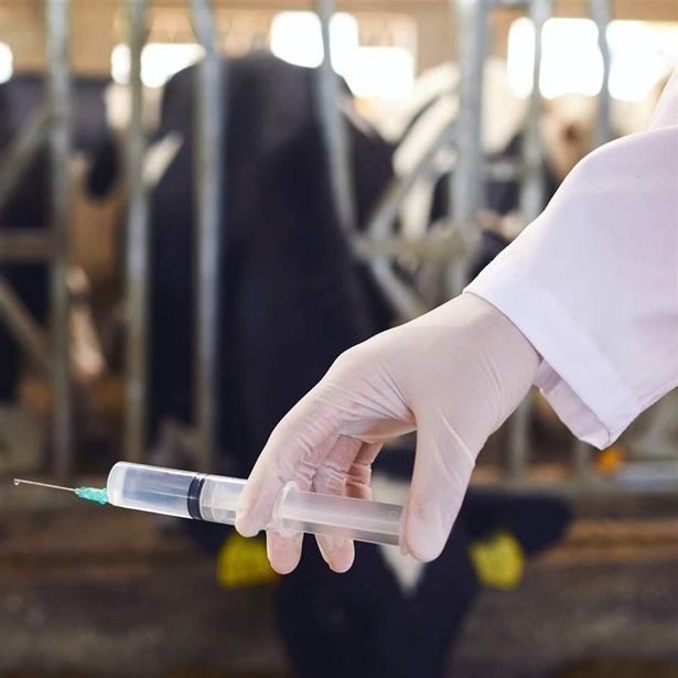 Hand holding antiobiotic in syringe with cows behind