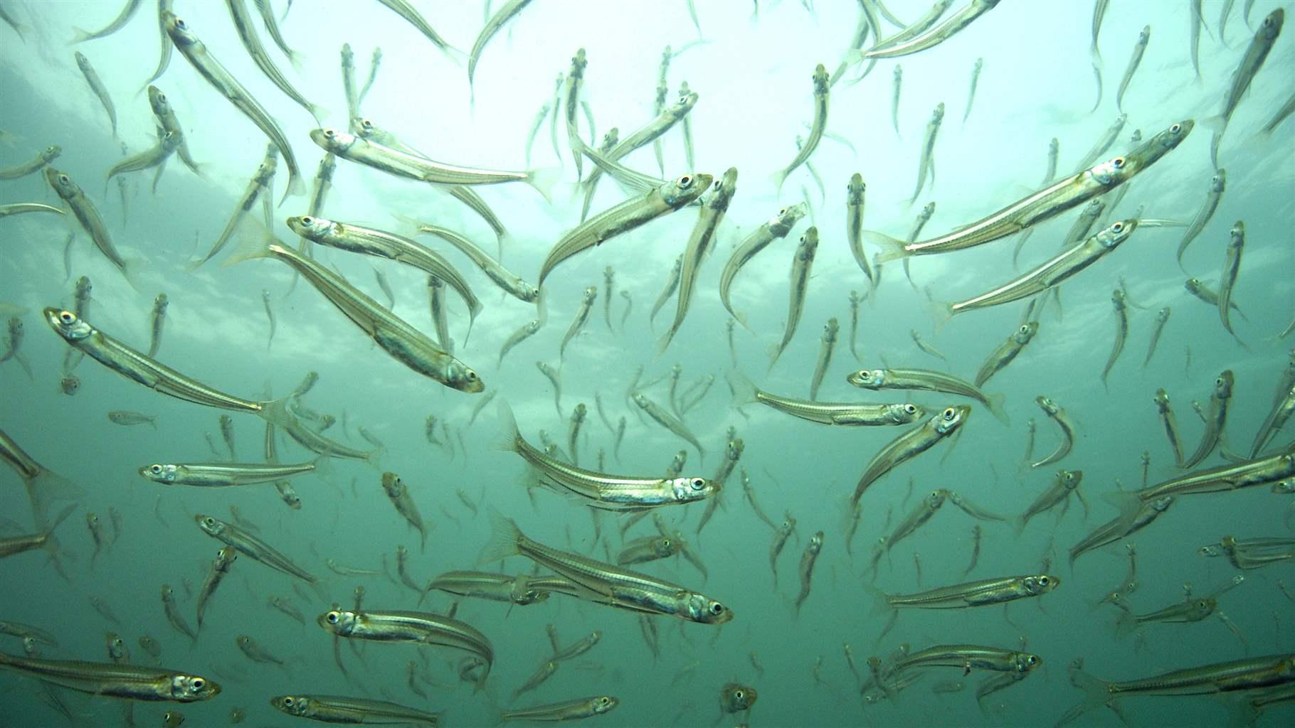 atlantic silversides