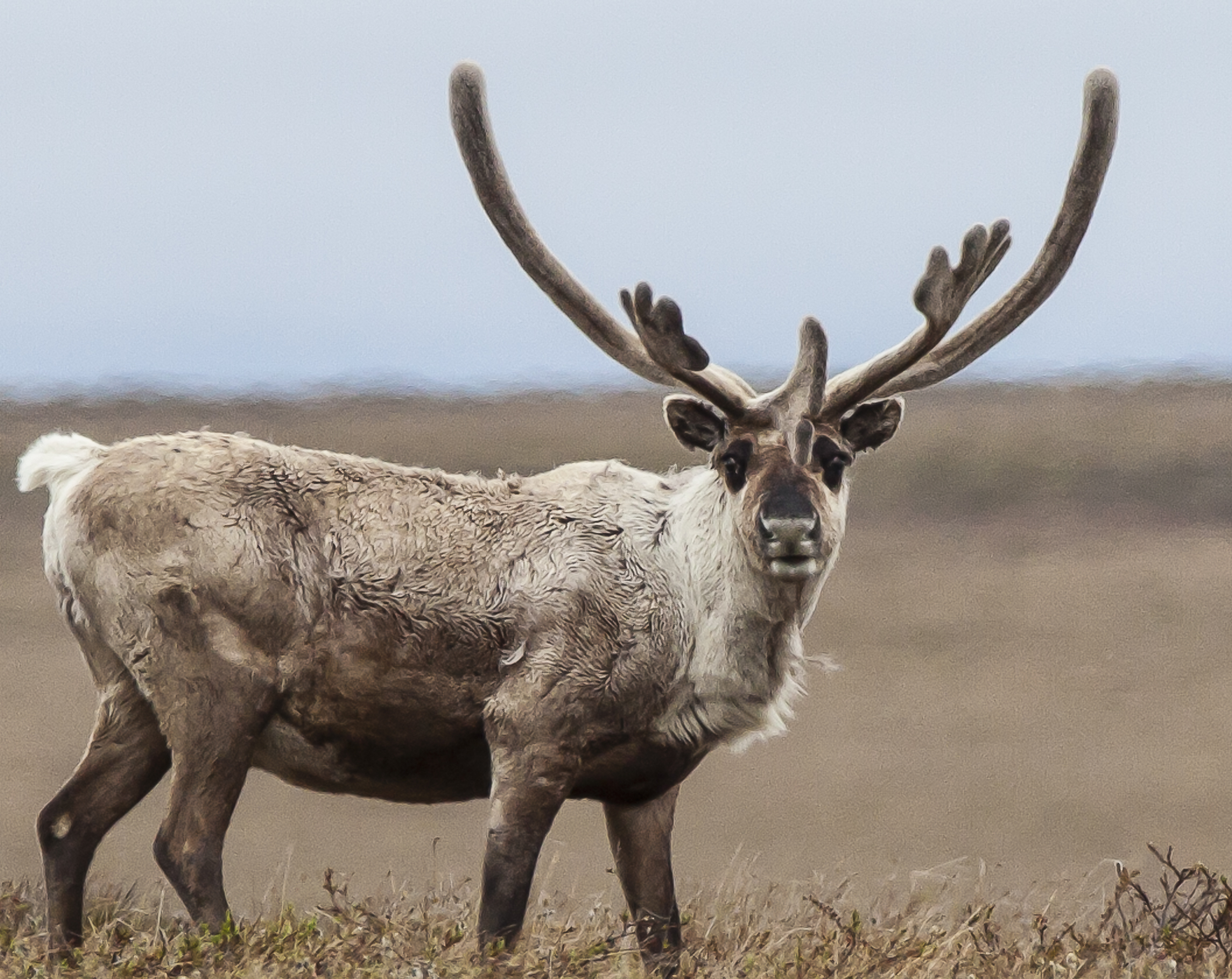 The Teshekpuk caribou herd’s key calving ground is in the Teshekpuk Lake Special Area, one of the many critical habitat areas that will lose protection under the new plan.