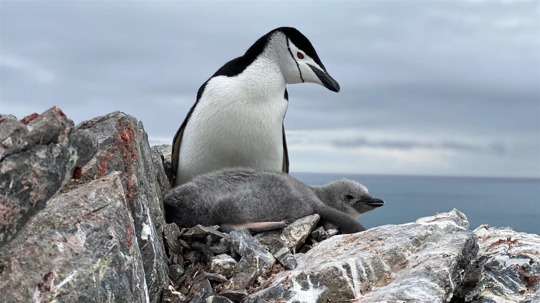 New Research Shows Shifting Fortunes of 2 Southern Ocean Penguin Species |  The Pew Charitable Trusts
