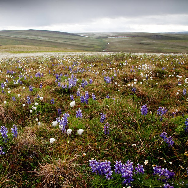 Alaska’s National Petroleum Reserve is full of wildflowers and wildlife