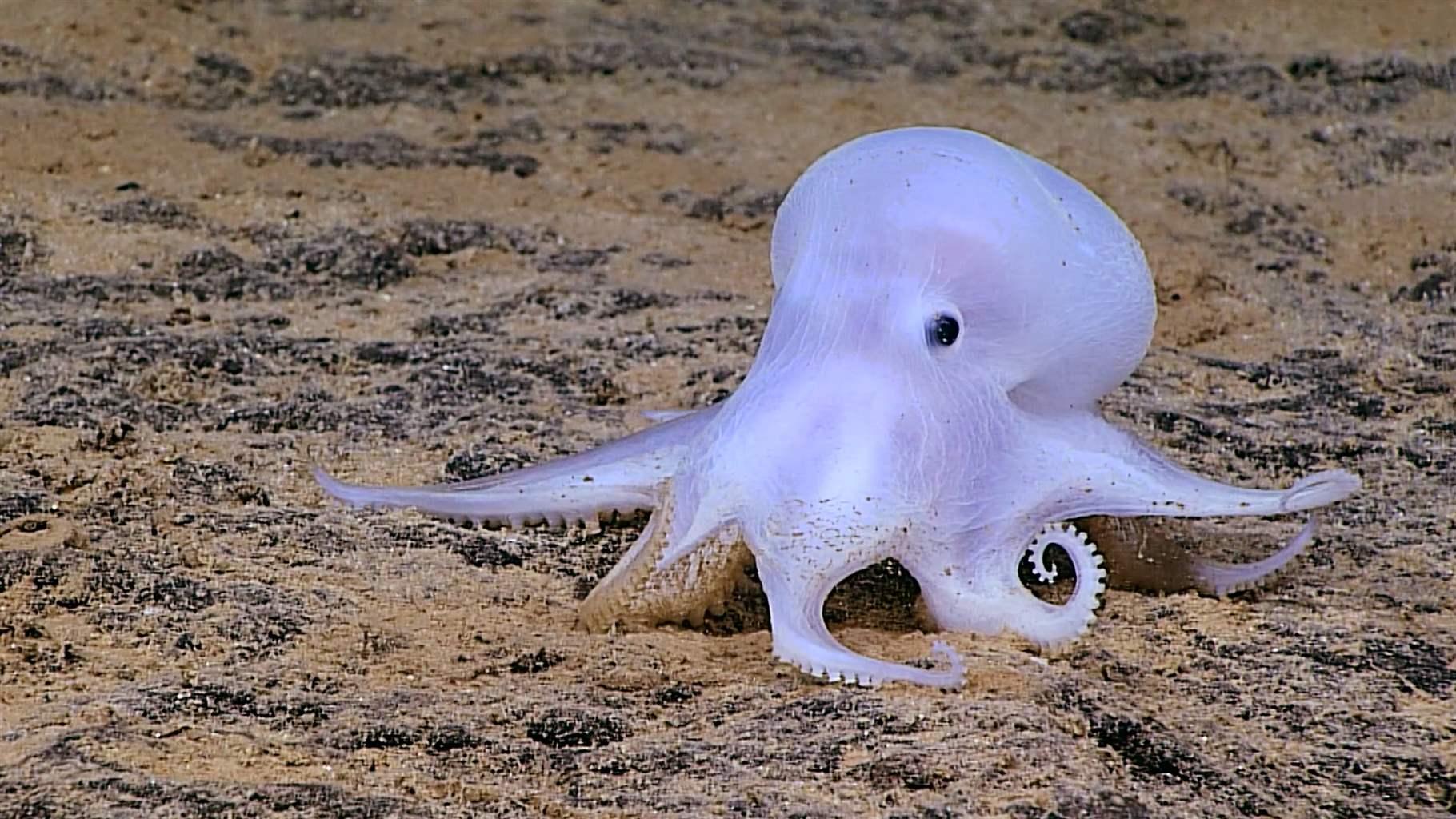 Casper the Octopod