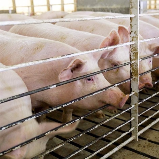 Hog farm Hog farm
