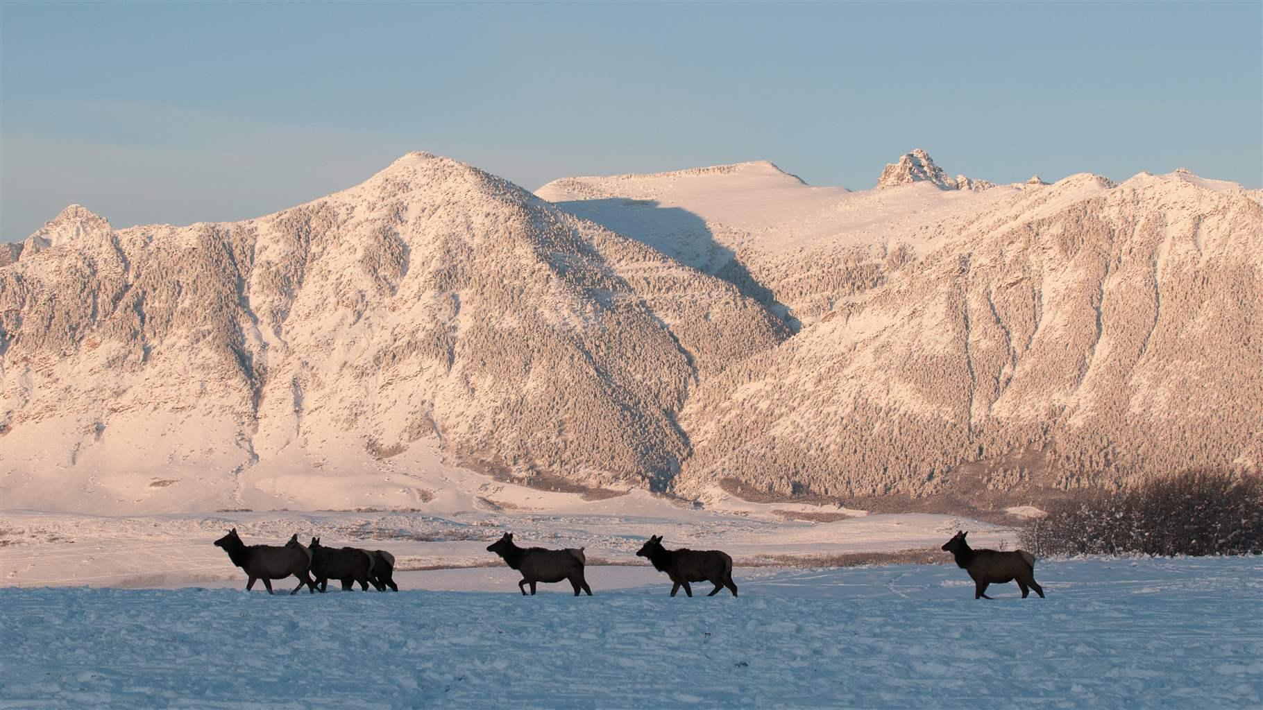 herd of elk