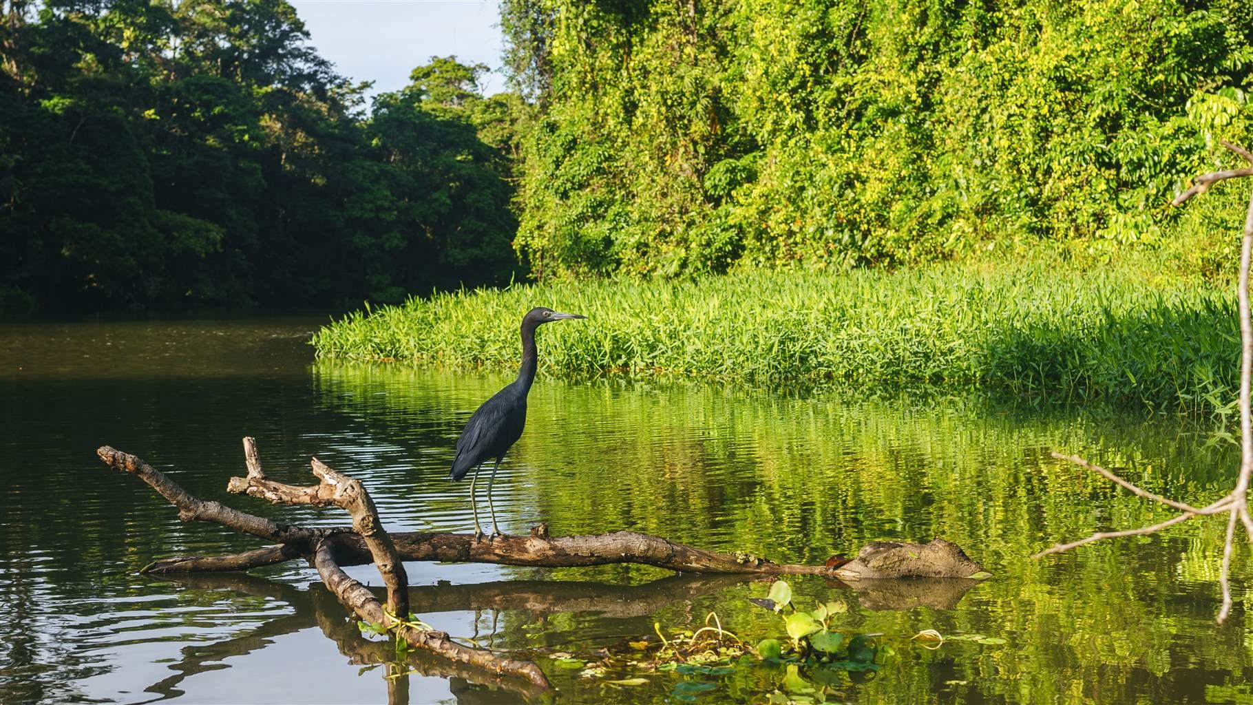 Heron in mangroves