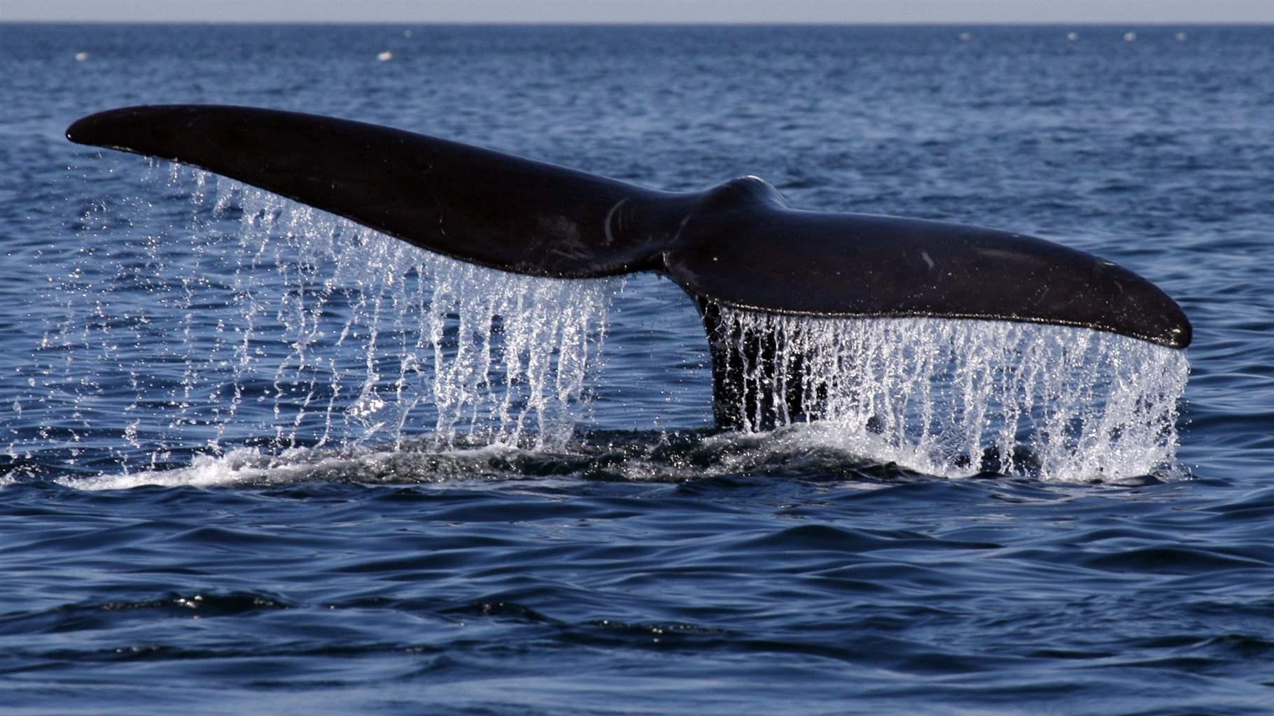 Right whale tail