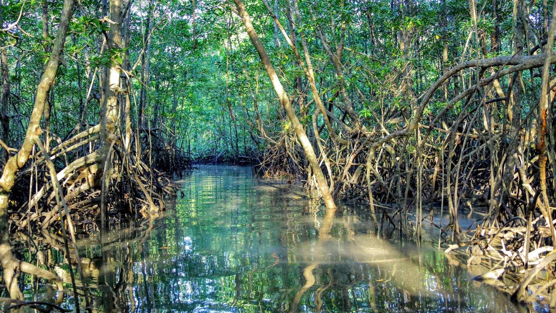 mangroves