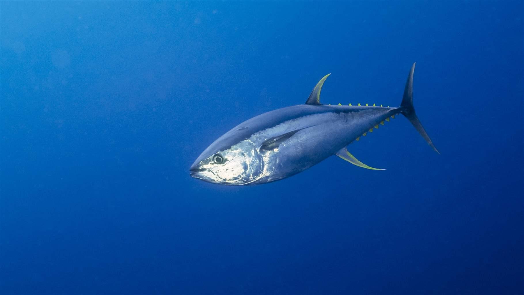 yellowfin tuna