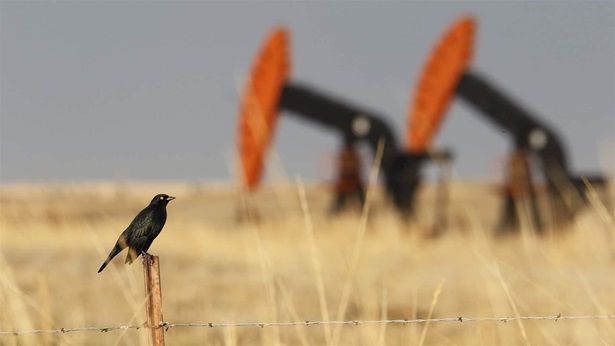 Blackbird near oil jacks