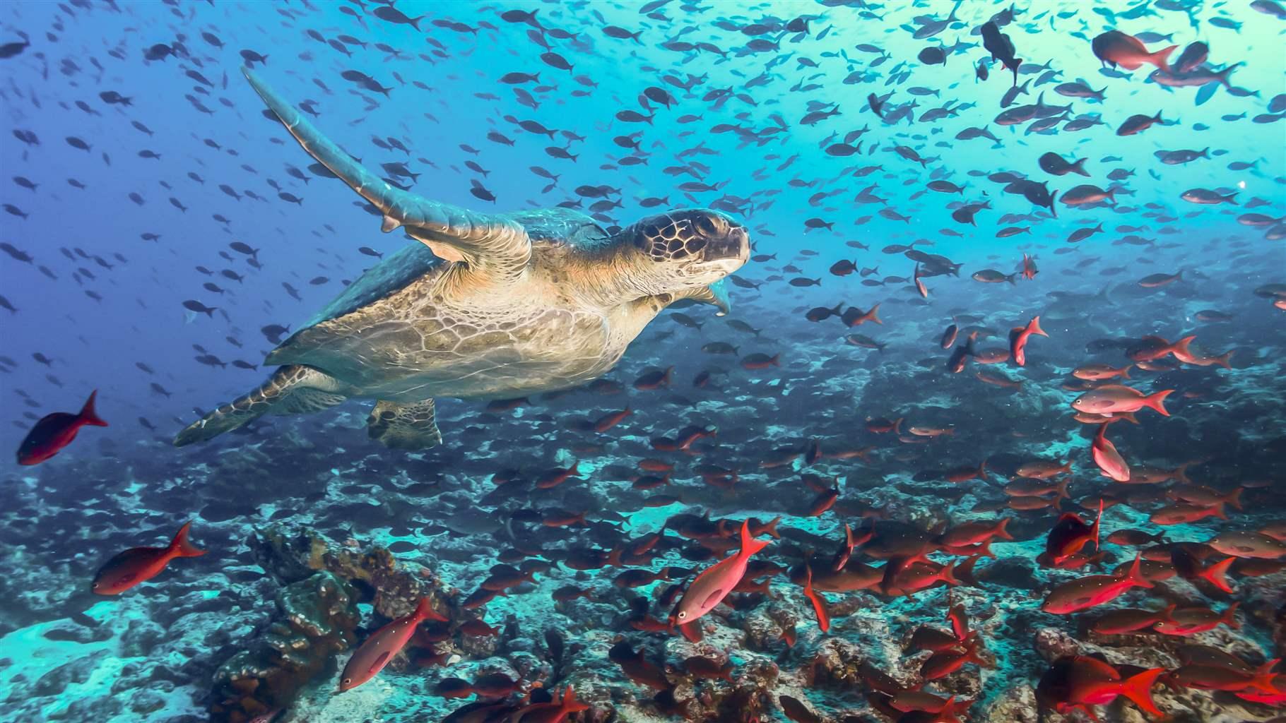 green sea turtle