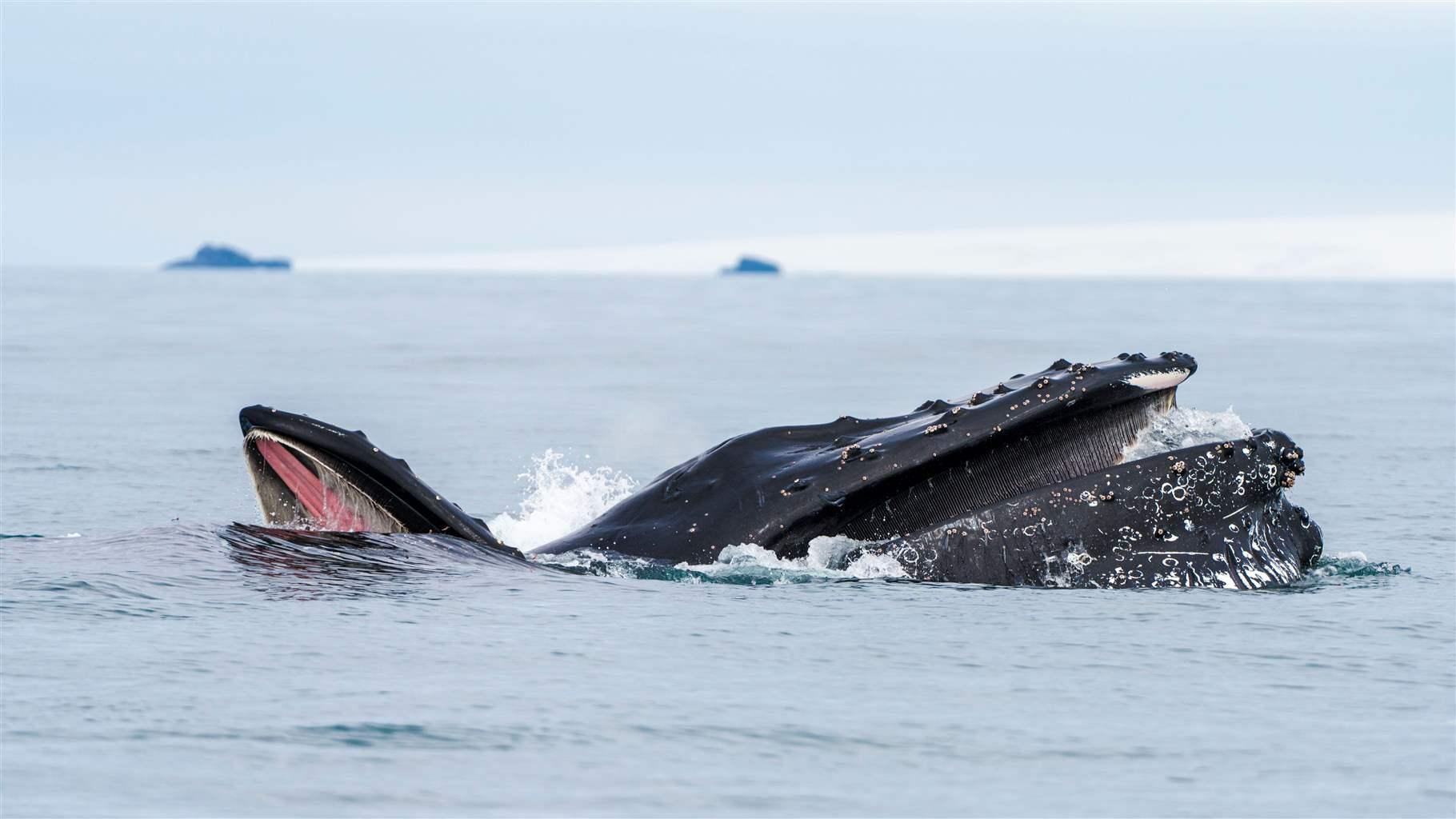 Humpback whales