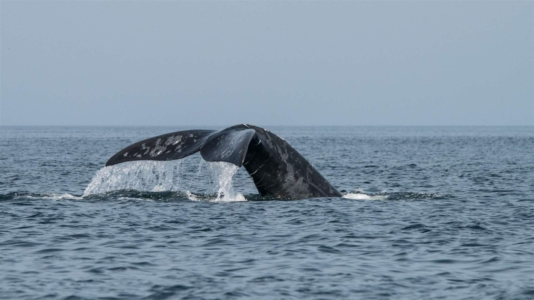 right whale