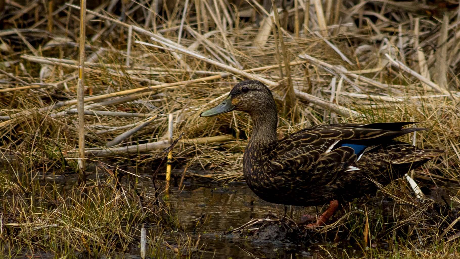 American black ducks