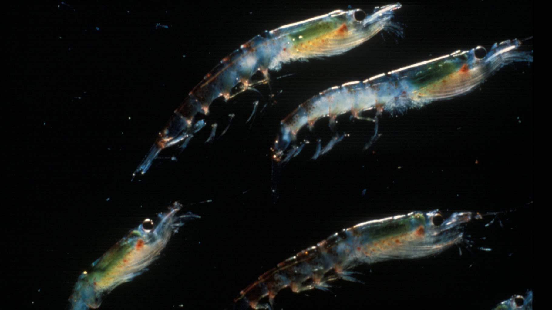 Antarctic krill 