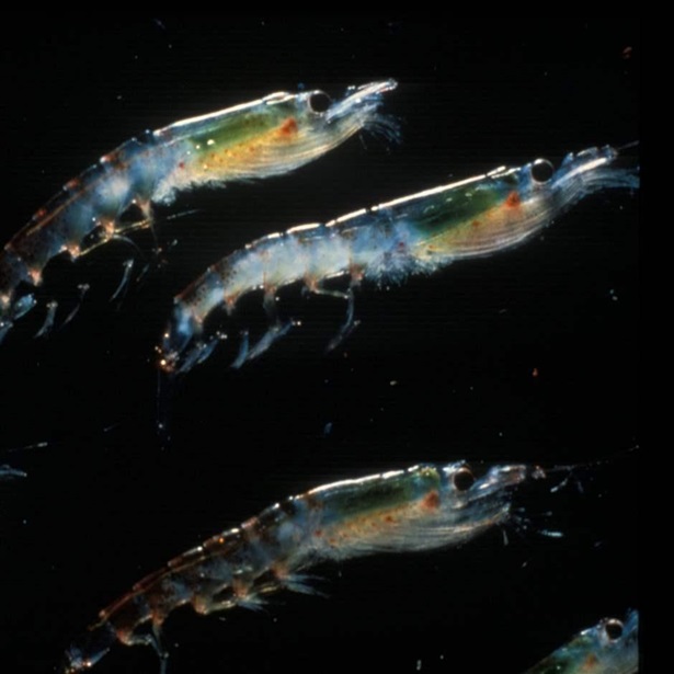Antarctic krill 