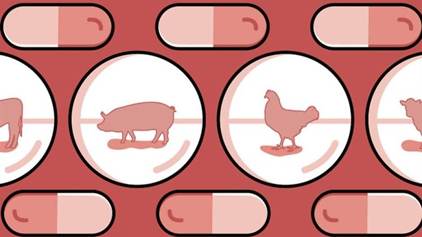 Animal antibiotics