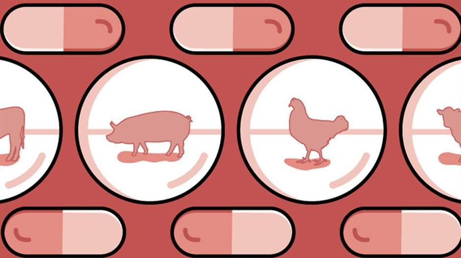 Animal antibiotics