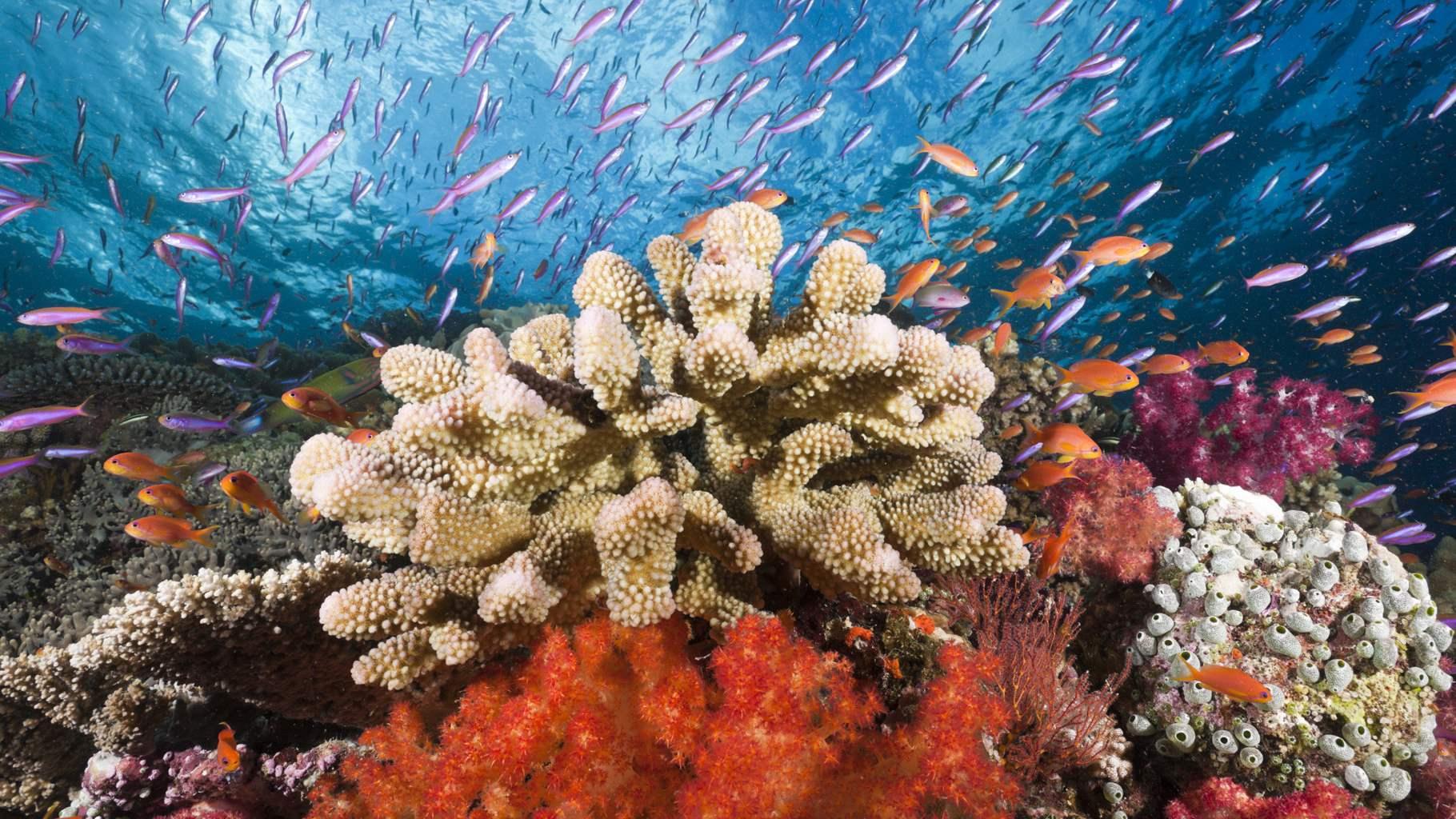 Colorful coral reef marine protection