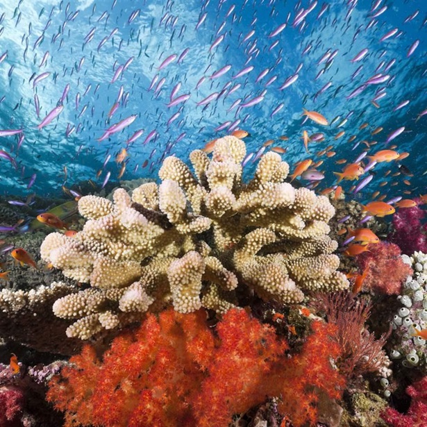 Colorful coral reef marine protection