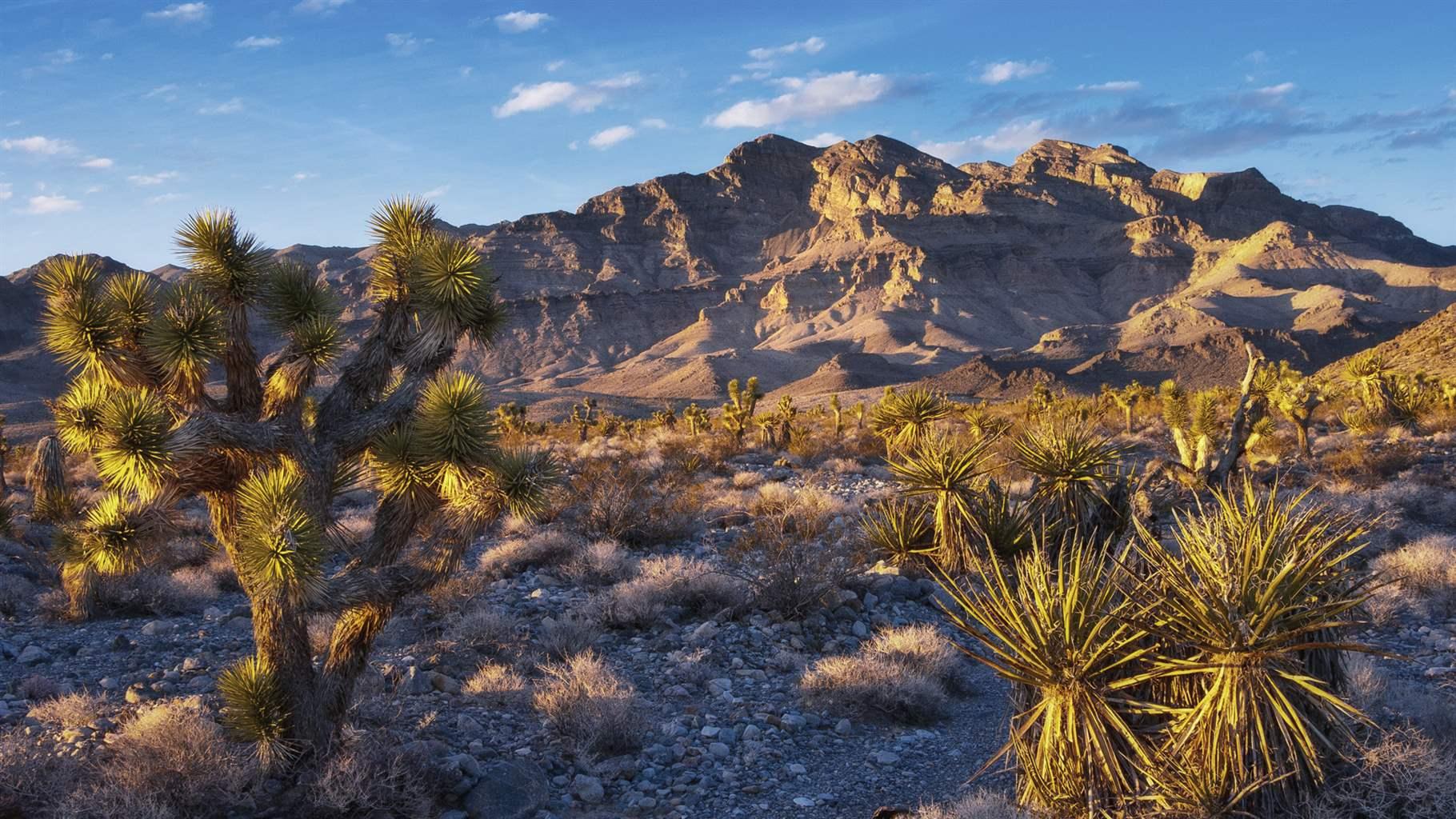 Limestone cliffs, Joshua trees, and Spanish bayonet yucca are typical landscape features of the Desert National Wildlife Refuge
