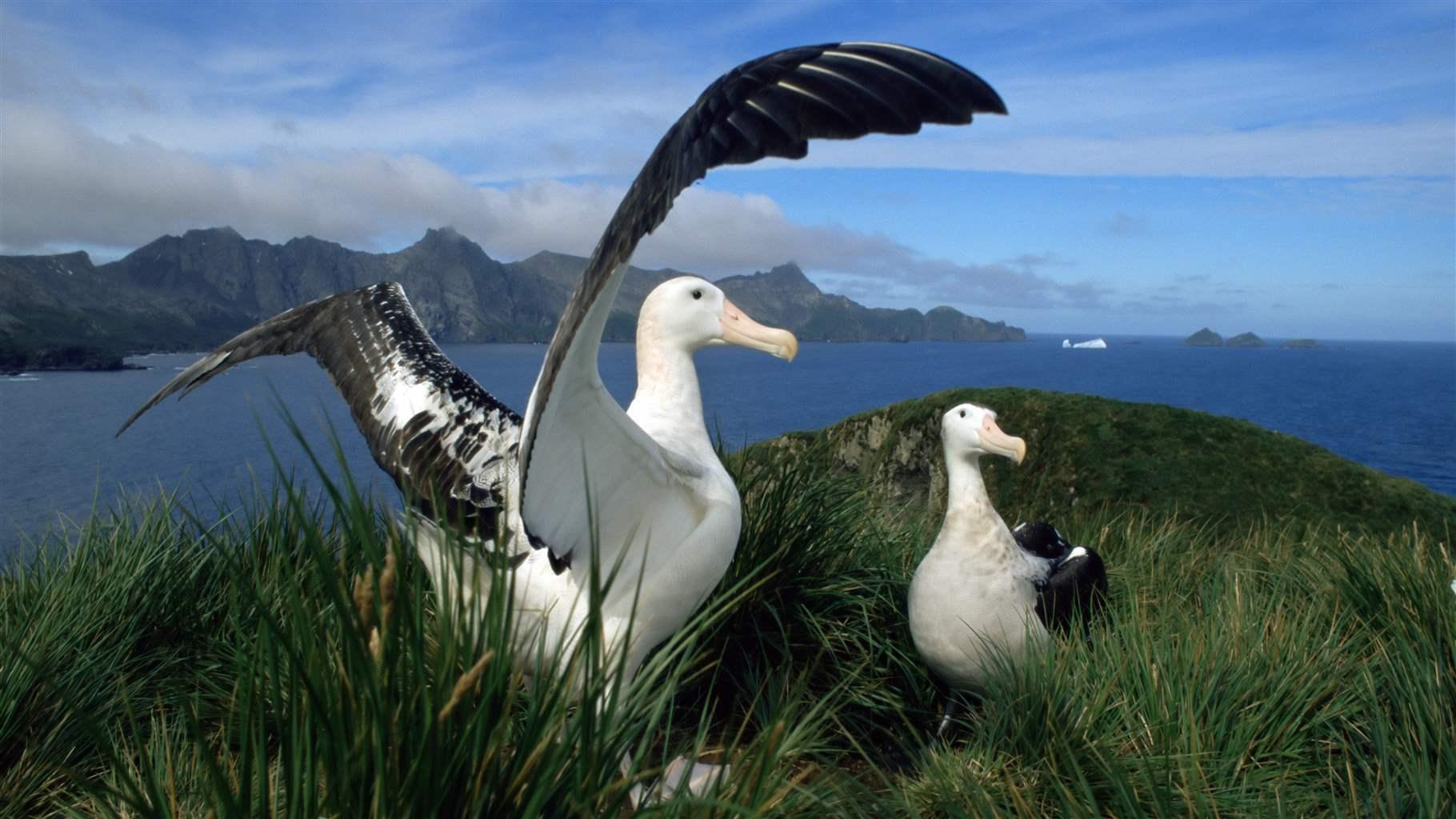 Albatrosses 