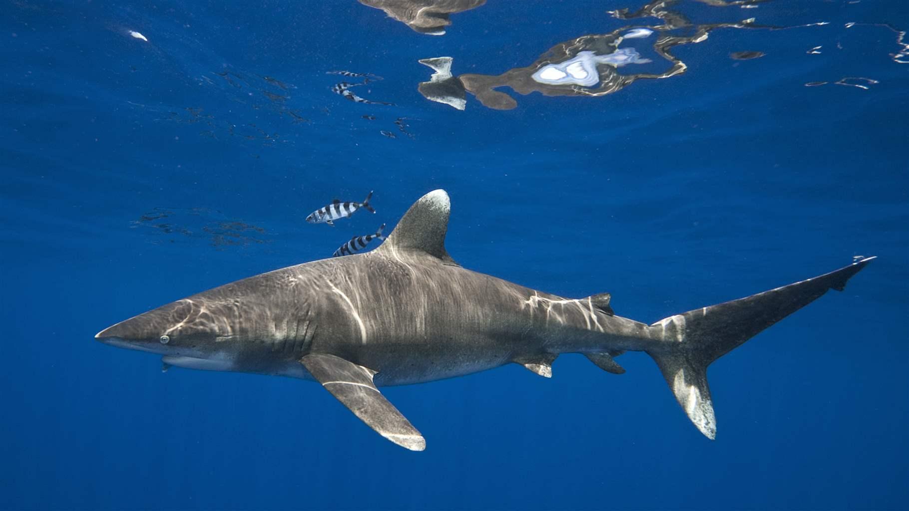 Oceanic whitetip sharks in the ocean