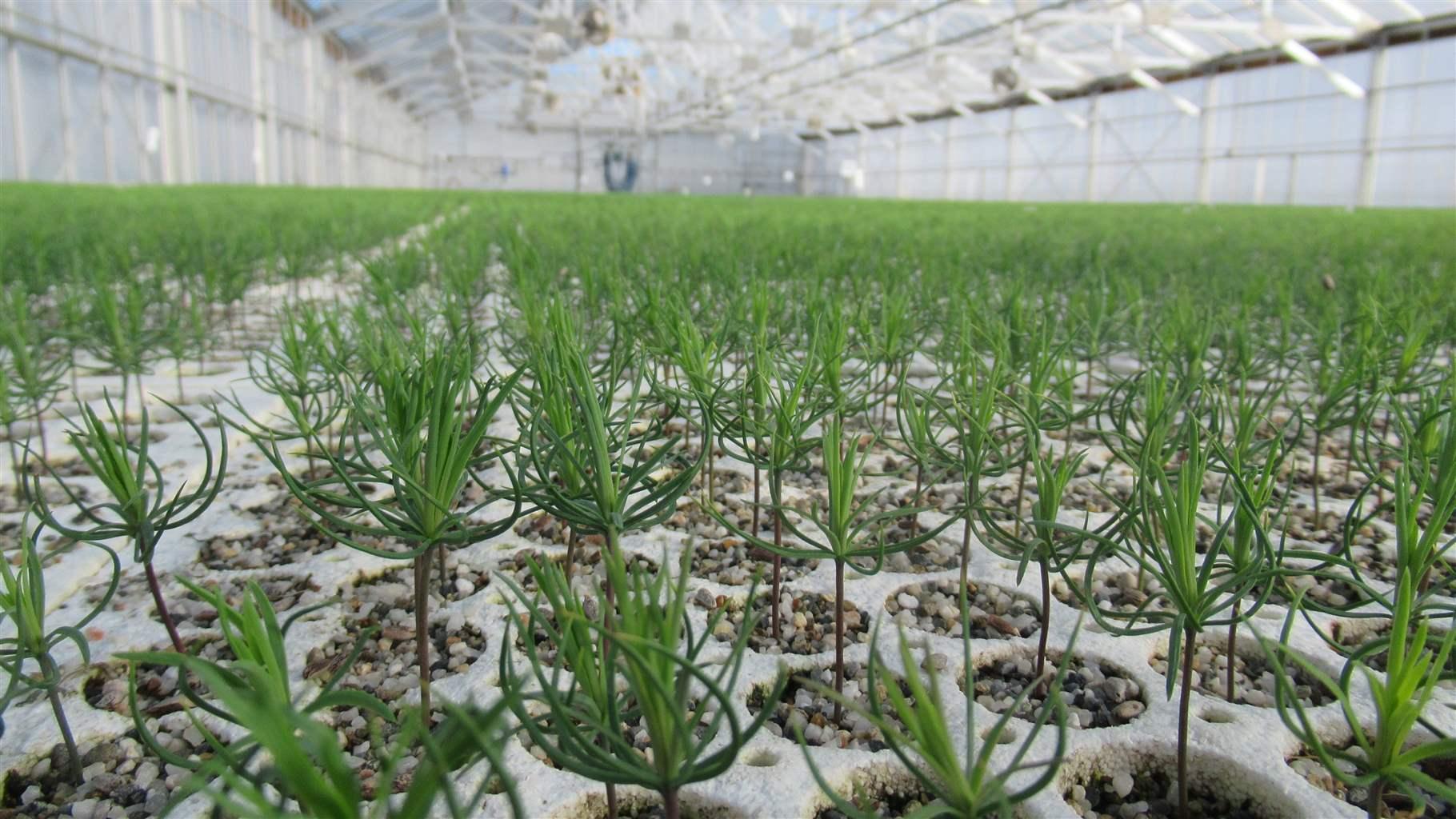 Webster Forest Nursery Webster Forest Nursery