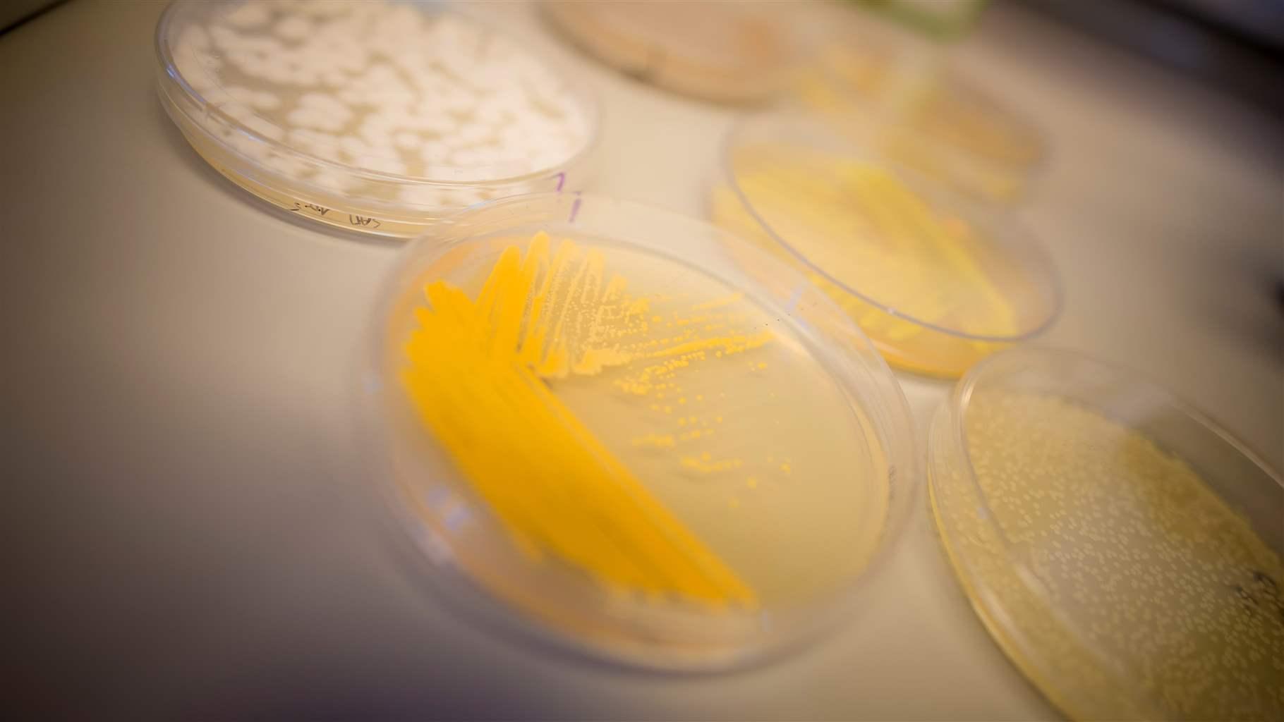Microbial cultures